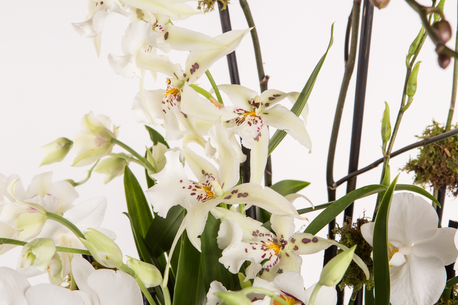 Orchids and Plants Banner